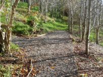 Forest 1